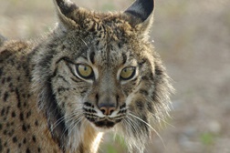 Jardim Zoológico recebe dois exemplares de Lince-ibérico, o felino mais ameaçado do mundo