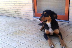 Valongo na vanguarda da defesa dos Animais