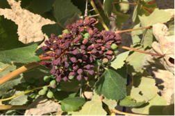 Calor extremo danifica vinhas da Península de Setúbal