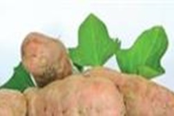 7ª edição da Festa da Batata-doce no Cavaleiro (Odemira)