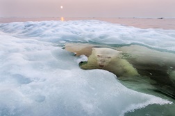 Foto Vencedora do Grande Prémio e Natureza | «The Ice Bear», Paul Sonders | National Geographic Photo Contest 2013