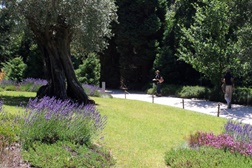 Open Day - Oliveira da Serra em Serralves