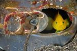 Faro recebe exposição “Planet Ocean” de Yann Arthus-Bertrand e Brian Skerry