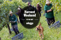 Experiências de vindimas no Adegga Harvest Weekend 2016