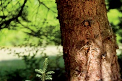 Tetra Pak assina apelo de Paris na COP21