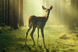 Bambi, Uma Vida nos Bosques - Estreia a 6 de Novembro