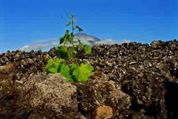 Concurso fotográfico assinala 10 anos da classificação da Paisagem da Cultura da Vinha da Ilha do Pico pela UNESCO