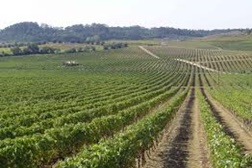 Espaço "Vinhos Bairrada": Região em destaque no Essência do Vinho - Porto