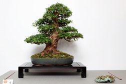 Workshop de introdução à Arte do Bonsai  no Museu do Oriente
