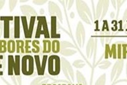 Festival de Sabores do Azeite Novo em Mirandela