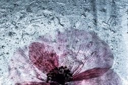 Fotografias de finalistas do IADE-Universidade Europeia em exposição na Galeria MUTE
