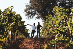 Participe nas vindimas da Casa Relvas na Herdade de São Miguel  - Um programa Clean & Safe no Alentejo