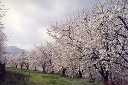 Comboio “Cerejeiras em Flor” de Lisboa para o Fundão