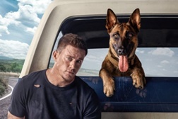 Dog: A Aventura de Uma Vida
