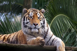 Neste Carnaval, o Jardim Zoológico mascara-se de cor e animação - Um dia cheio de descobertas são as propostas do Zoo para celebrar o Carnaval em família