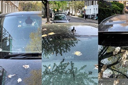 Como as fezes artificiais de pássaros podem proteger a pintura do carro - Testar a pintura para durar mais