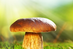 Míscaros – Festival do Cogumelo de volta ao Fundão