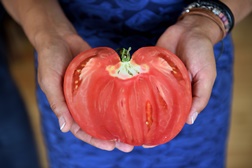 Em agosto o tomate coração de boi vai ser a estrela nos restaurantes do Douro