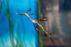 Da Austrália para o Porto: chegou uma nova espécie ao SEA LIFE - Aquário portuense está a celebrar 14º aniversário