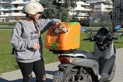 POW - Pet on Wheels a melhor forma de transportar de moto o seu cão 