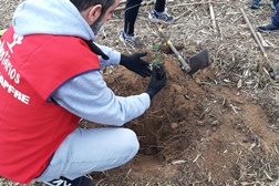 Mapfre alcança meta ecológica carbono neutro em Portugal - Colaboradores plantam mais de 1500 árvores 