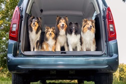 OPEL COMBO ELECTRIC: Prazer de condução para cães e suas famílias - “Dia Mundial do Cão” a 10 de outubro de 2025