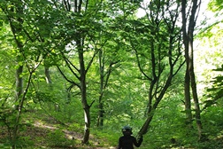 A Floresta Assombrada