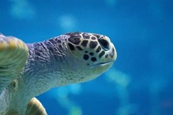 No Dia do Pai do SEA LIFE Porto as crianças têm entrada gratuita - Para pais e filhos a 19 de Março