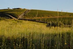 Duorum Vinhos SA do Grupo João Portugal Ramos Vinhos considerado melhor projeto europeu de sustentabilidade em espaço rural