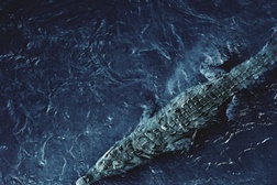 Black Water: Abismo