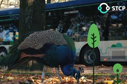 STCP adjudica fornecimento de autocarros 100% elétricos por 19,2 milhões de euros - 48 novas viaturas começam a ser entregues em Setembro de 2023