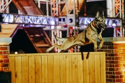 "Top Dog" - A maior competiçao canina dos EUA estreia no Blaze