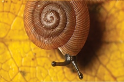 Serralves em Abrantes: "O Parque em Macro II"