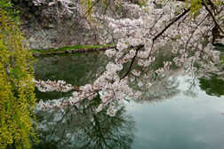 Já é Primavera no Museu do Oriente - Oficinas sobre a Primavera no Japão em Março e Abril