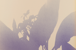 Abertura exposição Herbarium Seen & Dreamed (Serralves) - Parque de Serralves no dia 29 de outubro