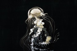 Filho da Mãe edita 4.º álbum de originais "Água-Má"
