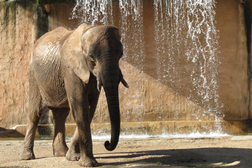 Nesta Páscoa, visite o Jardim Zoológico de Lisboa - Nos dias 29 e 30 de março