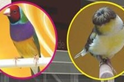 4ª edição da Avixira traz milhares de aves ao Pavilhão Multiusos de Vila Franca de Xira