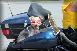 Porque até os cães gostam de andar de moto...