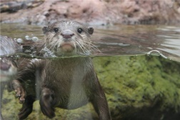 Fluviário de Mora abre concurso para renovar Lontrário