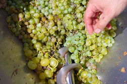 Parceiros Na Criação estreia rosé e lança novas colheitas de vinhos e azeite h'OUR