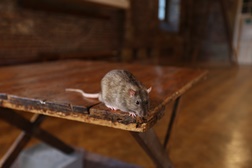 Acha que é mais esperto do que o seu animal de estimação? O Odisseia tira as teimas