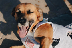 Patudos de estimação podem vestir a camisola a favor da adoção - O seu animal pode ajudar outros a encontrarem um lar e família