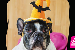 O desfile de Halloween mais patudo do ano é nos centros comerciais Alegro Alfragide e Setúbal