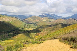 Uma viagem pelo mundo nas rotas do vinho 