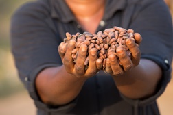 Nestlé assinala o Dia Mundial do Chocolate com balanço das conquistas e planos para o futuro