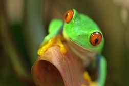 Odisseia desvenda os "Mistérios da Evolução" em resoluçã 4K