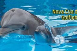 Jardim Zoológico apresenta nova cria de Golfinho