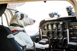 Odisseia dá a conhecer o primeiro cão piloto da história