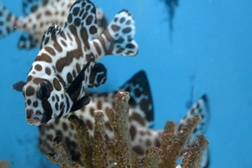 Odisseia exibe especial dedicado ao mar